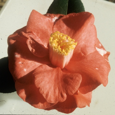 Cappy Durden Variegated